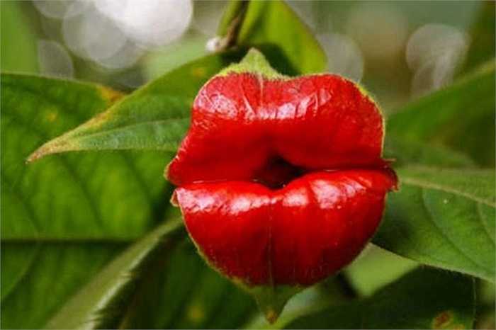Hoa Psychotria elata