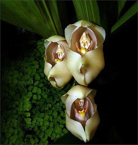 Hoa Anguloa Uniflora