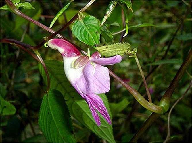 Hoa Impatiens Psittacina