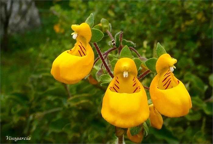 Hoa Calceolaria (Hoa Người ngoài hành tinh hạnh phúc)