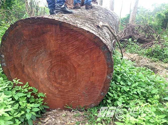 Những hình ảnh kho gỗ tại khu vườn ươm thuộc Xí nghiệp sản xuất Cây xanh - Cây hoa - Cây cảnh trên đường K2, Cầu Diễn (Hà Nội).