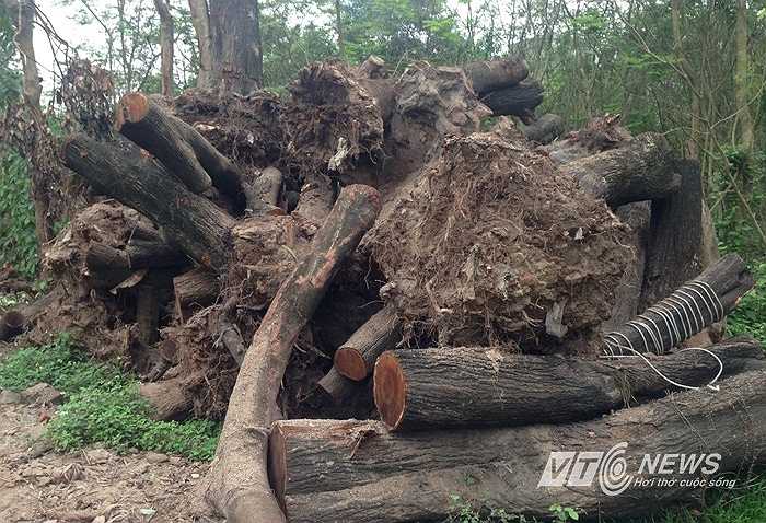 Bên trong vườn ươm, gỗ được chất đống hai bên lối vào. Rễ cây, những khúc gỗ lớn chất đống cao vài mét.