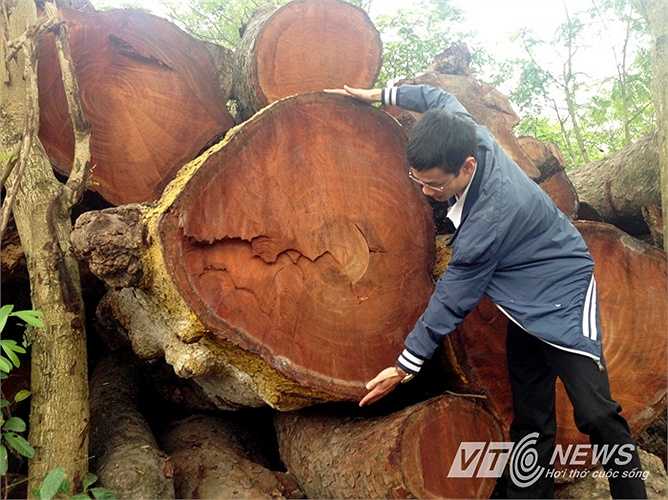 Nhiều cây xà cứ lớn được cưa khúc, chất đống ở bãi thuộc khu vườn ươm.