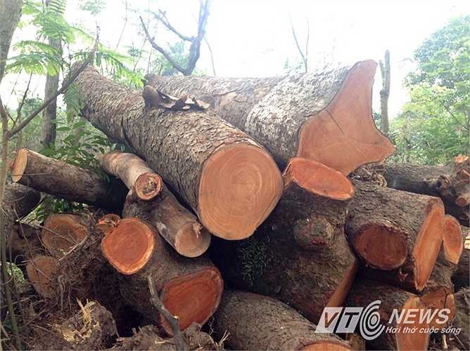 Số gỗ này do Xí nghiệp cắt sửa cây xanh đánh hạ và vận chuyển về tập kết. (Thực hiện: Minh Chiến)