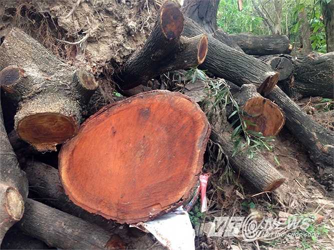 Số gỗ này được chặt hạ tại một số tuyến đường như Nguyễn Trãi, Nguyễn Chí Thanh...