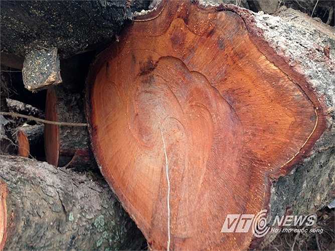 Đa số gỗ tập kết tại đây là xà cừ, một phần nhỏ là keo.