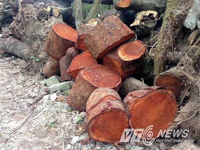 Những khúc gỗ được cưa nhỏ, vận chuyển về bãi tập kết.