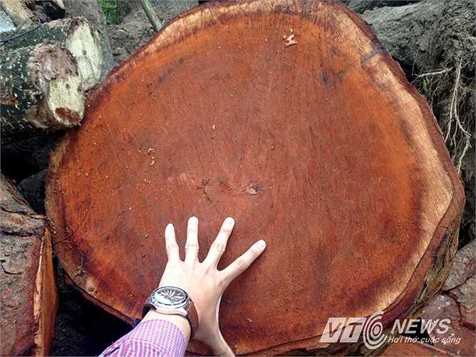 Tuyến đường Nguyễn Chí Thanh chặt hạ 111 cây, trong đó có 1 cây xà cừ, được vận chuyển về bãi tập kết này. Còn lại số cây xà cừ được vận chuyển từ đường Nguyễn Trãi. 