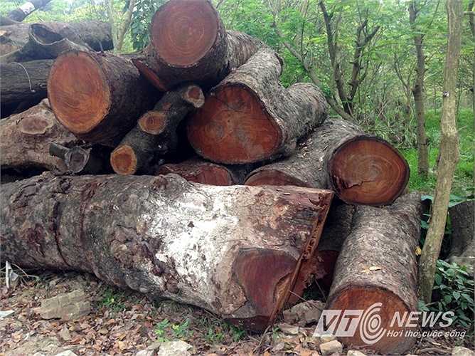 Hơn 186 mét khối gỗ xà cừ, hơn 31 khối gỗ khác được tập kết tại đây.