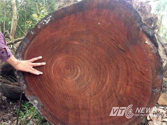 Đường kính cây gỗ này hơn 1 mét.