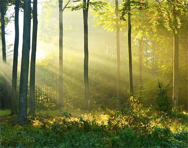 Điều chỉnh bệnh tiểu đường: Những người bị bệnh tiểu đường thường xuyên đi bộ trong môi trường thiên nhiên có mức đường huyết giảm thấp. Vì môi trường thiên nhiên có ảnh hưởng tích cực đến độ nhạy của insulin và giảm lượng đường trong máu.