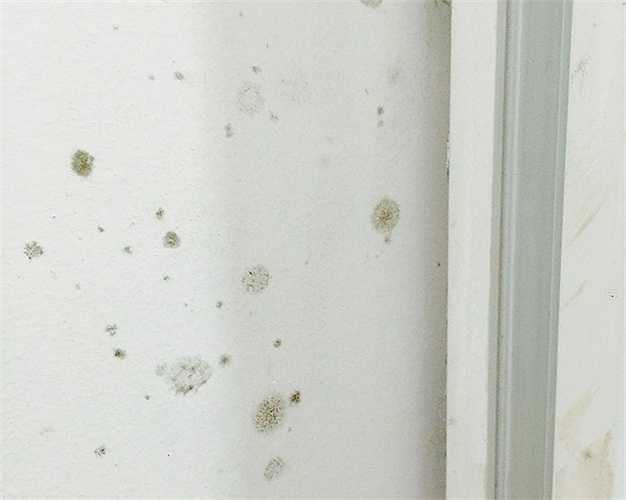 Tường nhiều căn hộ bị ẩm mốc