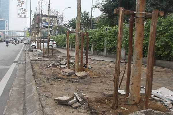 Trồng cây mỡ ở Hà Nội: Công ty cây xanh 'đổ' cho nhà đầu tư