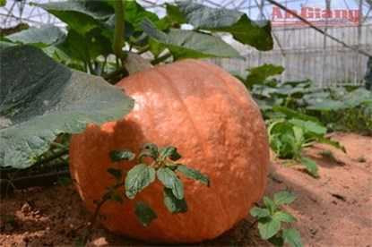 Những trái to quả "khủng" siêu "độc" trên đất Việt