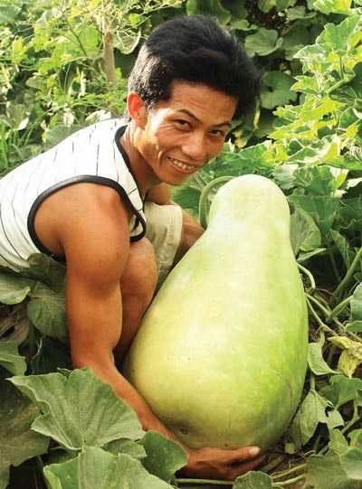 Những trái to quả "khủng" siêu "độc" trên đất Việt