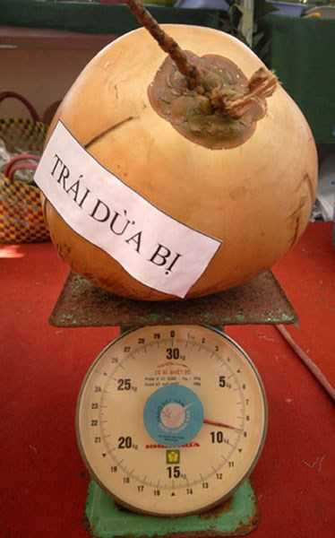 Những trái to quả "khủng" siêu "độc" trên đất Việt