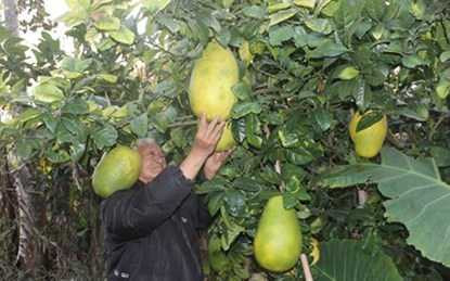 Những trái to quả "khủng" siêu "độc" trên đất Việt