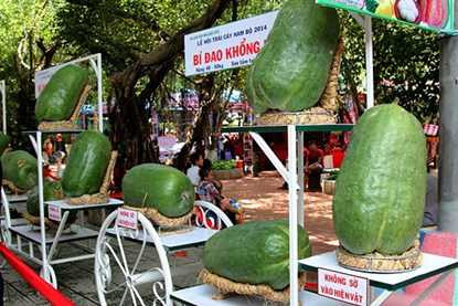 Những trái to quả "khủng" siêu "độc" trên đất Việt