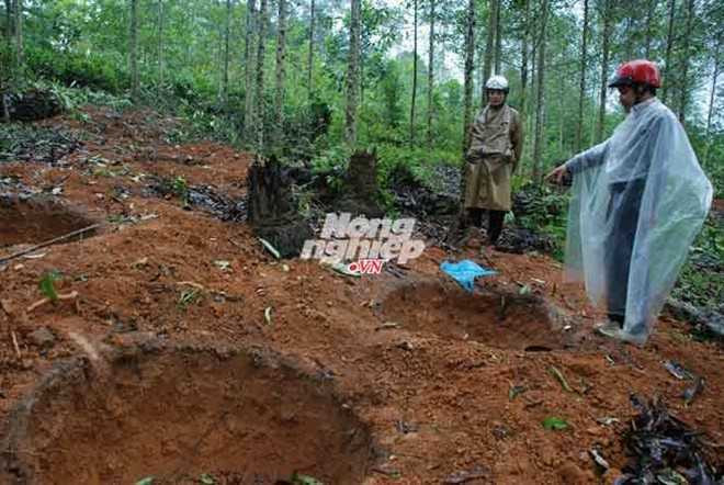 Chuyện mua gom cây vàng tâm hài hước ở Yên Bái