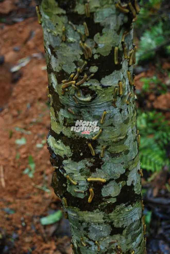 Chuyện mua gom cây vàng tâm hài hước ở Yên Bái