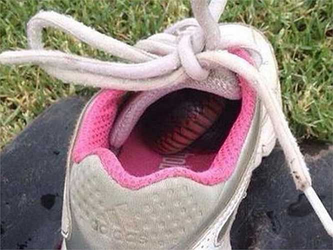 Một con rắn đen bụng hồng trú ẩn trong chiếc giầy. Gilbert cho biết, ngay khi biết đi, anh đã thích thú với trò đuổi bắt thằn lằn. Mẹ anh kể, anh bắt được con rắn đầu tiên trong đời - loại có nọc độc mạnh, khi mới lên 5.