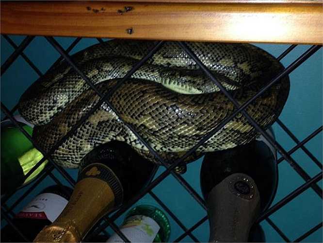 Thêm một con trăn lớn bị mắc kẹt giữa các chai sâm-panh. Mặc dù công việc bắt rắn không phải ai cũng dám làm, Richie bày tỏ mong muốn các con sẽ nối nghiệp anh.