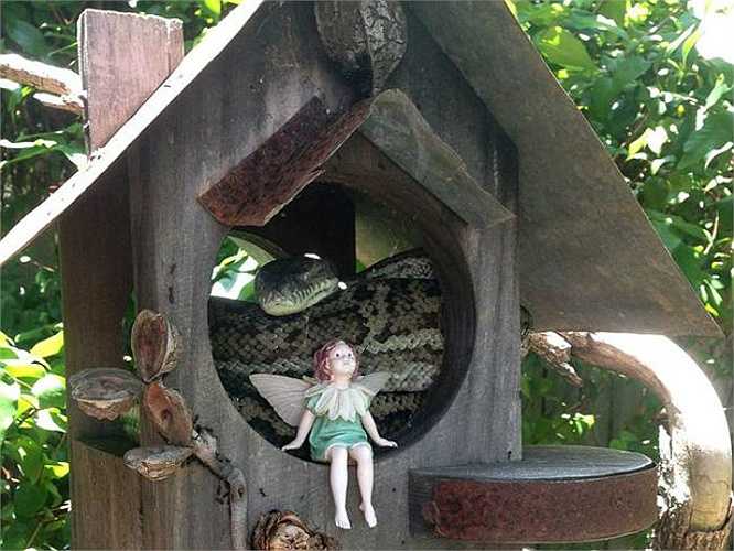 Richie cho biết, gia đình anh rất tôn trọng những con rắn có nọc độc và khi không chạm vào rắn, sẽ chẳng việc gì phải sợ. Trong hình là một con rắn đang cuộn tròn mình nghỉ ngơi trong tổ chim.