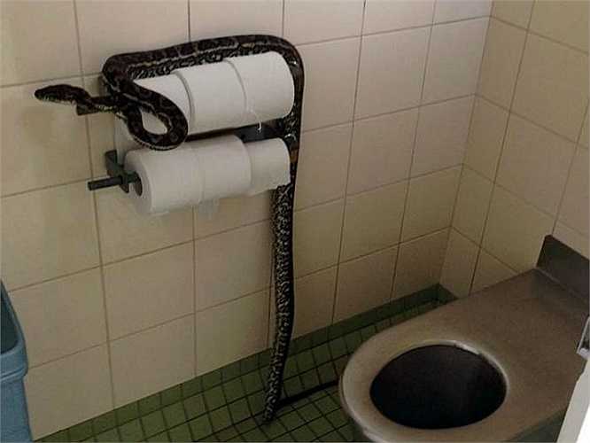 Hai con gái lớn của Richie luôn thích thú khi nghe anh kể về một ngày đi bắt rắn của mình. Suốt 13 năm, Richie đã gặp rất nhiều loại rắn, từ những con rắn ẩn mình dưới thảm chùi chân tới những loài rắn nâu phương Đông - có nọc độc đáng sợ thứ nhì thế giới.