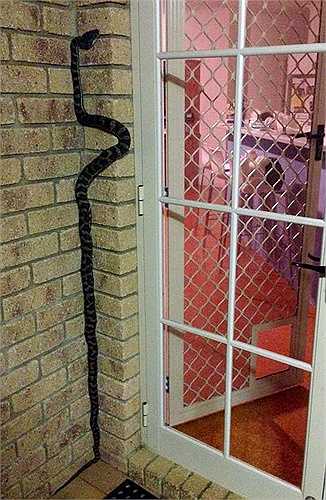 Một con rắn đang trình diễn màn ống nước chạy dọc tường. Richie chia sẻ thêm, nhiều người lầm tưởng rắn sẽ đuổi bắt và cắn bạn nhưng sự thật không phải thế. Thay vì có thân hình nhũn nhớt, loài rắn thực sự chỉ giống như những cái móng tay.