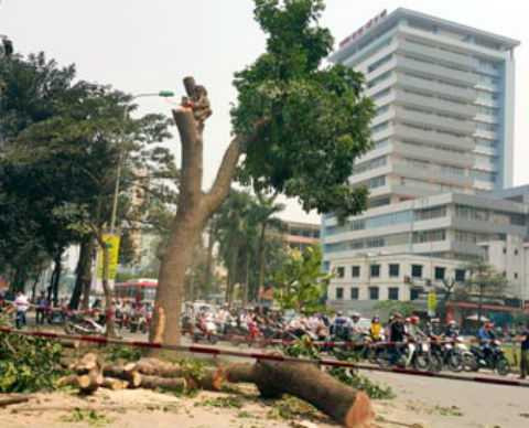 Sở Xây dựng Hà Nội muốn tiếp tục chặt cây?