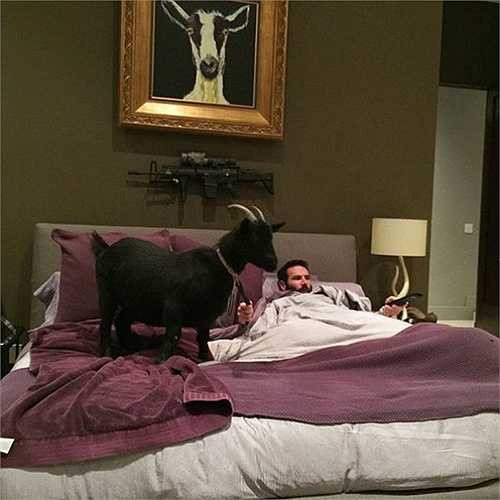 Phòng ngủ của Dan, anh ta rất yêu mèo. Ngoài ra, Dan còn sở hữu 2 con dê ngay trong nhà