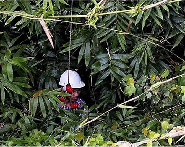 Hay ngay trên ngọn cây. 