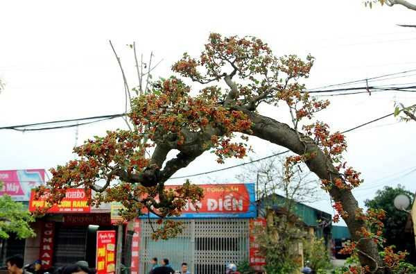 dâu tằm 32 tuổi