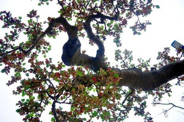 dâu tằm 32 tuổi