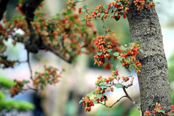 dâu tằm 32 tuổi