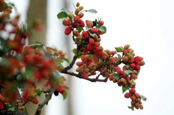 Quả sai trĩu ở những đầu cành. Mỗi nhánh cây nhỏ nhưng cũng có đến vài chục quả dâu cùng đậu trên đó. 