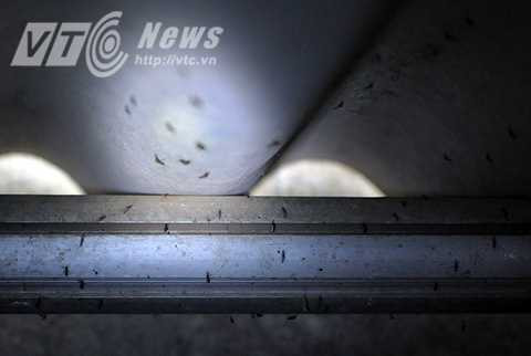 Rùng mình với cảnh muỗi bao vây nhà dân giữa lòng Hà Nội