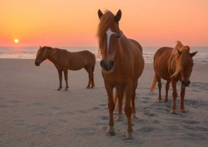 10 địa danh nổi tiếng bị thống trị bởi các loài động vật