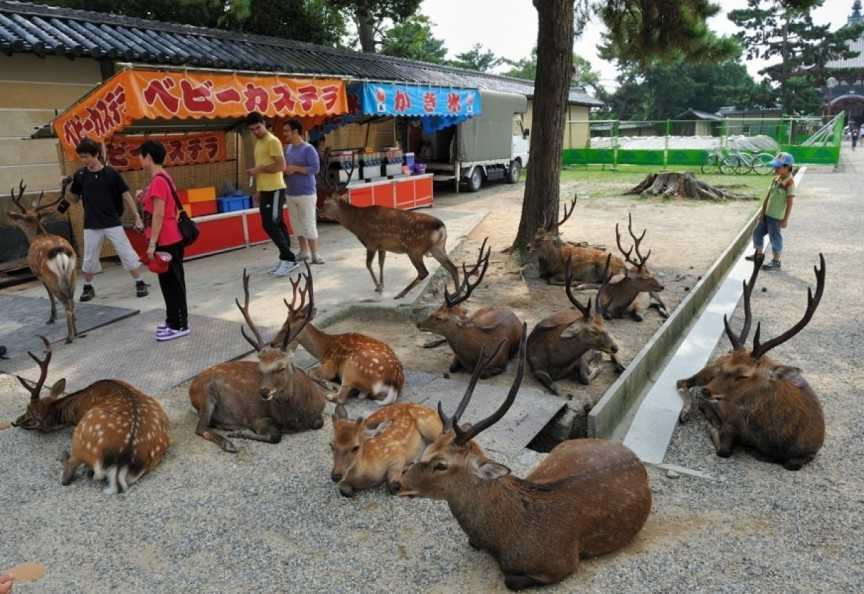 10 địa danh nổi tiếng bị thống trị bởi các loài động vật