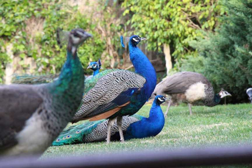 10 địa danh nổi tiếng bị thống trị bởi các loài động vật