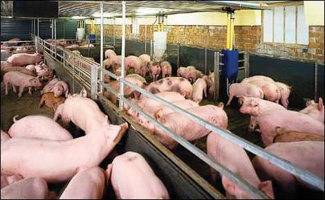 Buôn mận lãi 10 triệu, mua cọng hành 3 ngàn