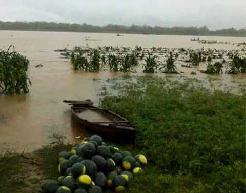 Quảng Nam, lũ lụt, nước sông lên nhanh, hoa màu, mất trắng, nông dân, thiệt hại