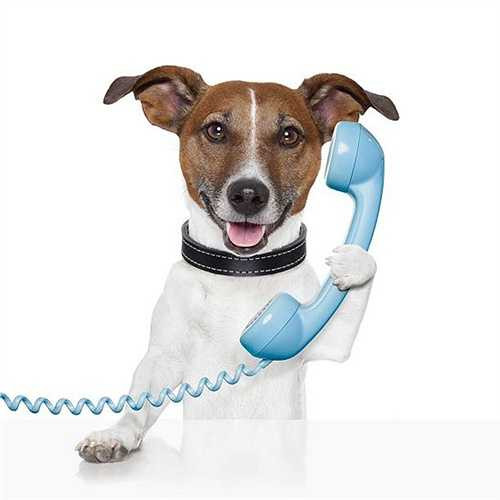 Trong truyện về gia đình Simpsons, họ đội một chiếc mũ bảo hiểm có thể chuyển tiếng sủa thành giọng nói cho chú chó nhỏ. Một tai nghe khá mới gọi là No More Woof sử dụng sóng não của một con chó để cho bạn biết chúng đang nghĩ gì bằng các từ ngữ đơn giản. 