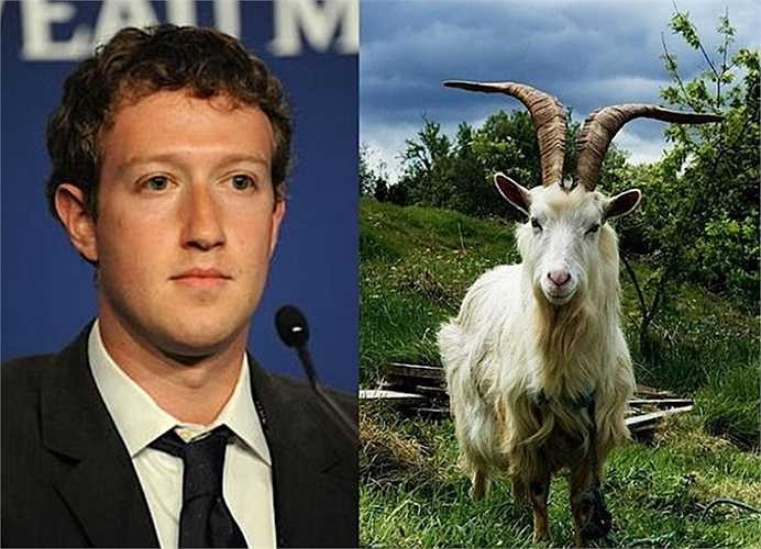 10. Mark Zuckerberg: Zuckerberg chỉ ăn thịt những động vật mà tự tay mình giết. Các bữa ăn của ông đã bao gồm một con tôm hùm, một con gà, một con lợn và một con dê. Mark Zuckerberg còn đăng lên trang Facebook của mình khiến dư luận xôn xao.