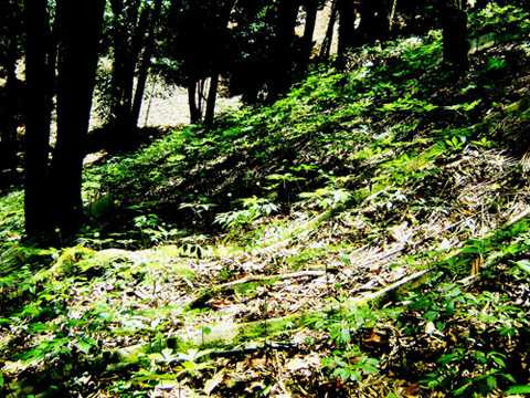 1.000 tấn sâm Ngọc Linh: Giấc mơ giá 2 tỷ USD trên đỉnh núi