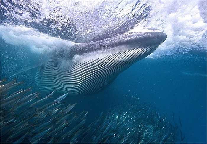 Cá mòi có tên tiếng Anh pilchard hay sardine là loại cá dầu nhỏ thuộc họ cá trích. Hàng năm những đàn cá mòi lại tập trung thành đàn và bắt đầu cuộc di cư ở khu vực biển Nam Phi