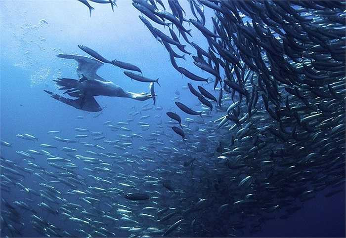 Những con chim ó biển cũng là đối tượng chuyên săn cá mòi cho bữa tiệc ngon lành. Những con cá mòi di chuyển linh hoạt, chúng luôn giữ khoảng cách với vật thể xung quanh