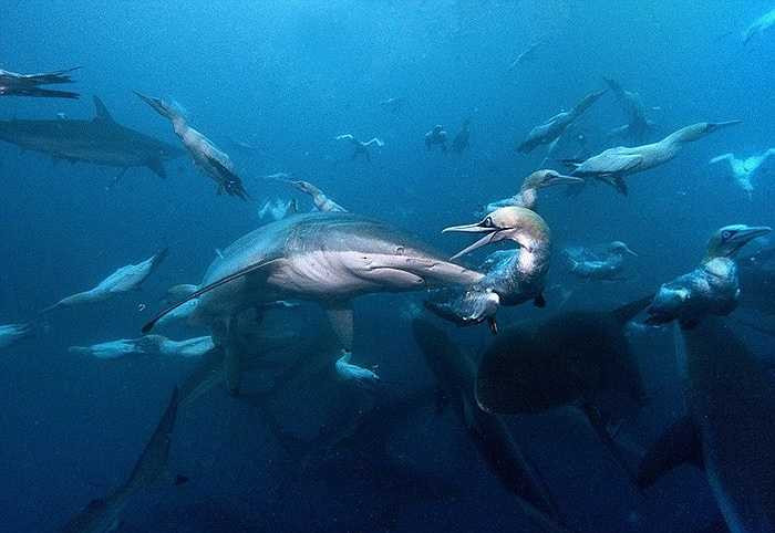 Hàng triệu con cá mòi di chuyển thành đàn từ cực Nam châu Phi sang dòng nước ấm ở Ấn Độ Dương theo bản năng hàng năm