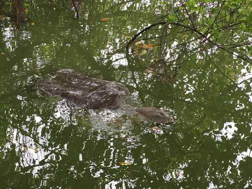 Thực hư thông tin cụ rùa Hồ Gươm qua đời