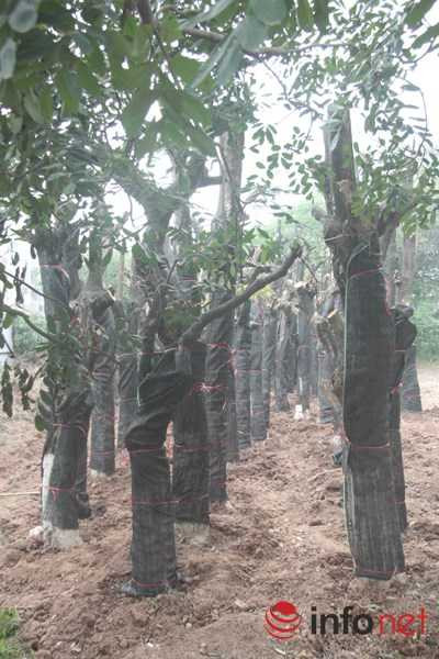 Hà Nội: Tổng kiểm tra, tiếp tục thay thế cây xanh